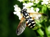 Chrysotoxum cisalpinum Rondani, 1845