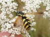 Chrysotoxum cisalpinum Rondani, 1845