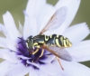 Chrysotoxum sp.