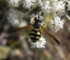 Chrysotoxum sp. Meigen, 1803