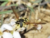 Chrysotoxum sp. Meigen, 1803