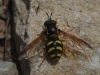 Chrysotoxum vernale Loew, 1841