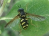 Chrysotoxum vernale Loew, 1841 Chrysotoxum vernale Loew, 1841
