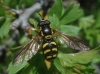 Chrysotoxum vernale Loew, 1841