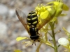 Chrysotoxum vernale Loew, 1841