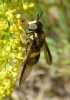 Chrysotoxum volaticum Séguy, 1961