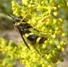 Chrysotoxum volaticum Séguy, 1961
