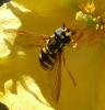 Chrysotoxum sp. Meigen, 1803