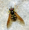 Chrysotoxum sp. Meigen, 1803 Chrysotoxum sp. Meigen, 1803
