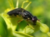 Chyliza extenuata (Rossi, 1790)