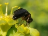 Chyliza extenuata (Rossi, 1790)
