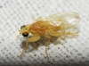 Chyromya femorella ? 2d2