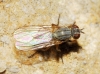 Coenosia sp. 1d2