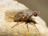 Coenosia sp. 2d2