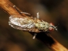 Coenosia tigrina (Fabricius, 1775)