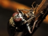 Coenosia tigrina (Fabricius, 1775)
