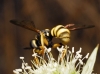Conops flavipes Linnaeus, 1758