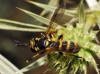 Conops flavipes Linnaeus, 1758