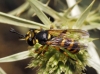 Conops flavipes Linnaeus, 1758