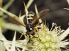 Conops flavipes Linnaeus, 1758