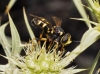 Conops flavipes Linnaeus, 1758