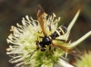 Conops flavipes Linnaeus, 1758