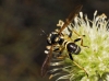 Conops flavipes Linnaeus, 1758