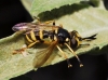 Conops flavipes Linnaeus, 1758