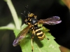 Conops flavipes Linnaeus, 1758