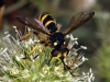 Conops flavipes Linnaeus, 1758