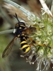 Conops flavipes Linnaeus, 1758