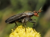 Coremacera marginata (Fabricius, 1775)