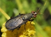 Coremacera marginata (Fabricius, 1775)