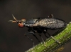 Coremacera marginata (Fabricius, 1775)