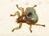 Crataerina pallida (Olivier in Latreille, 1811)