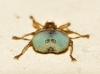 Crataerina pallida (Olivier in Latreille, 1811)