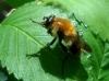 Criorhina floccosa (Meigen, 1822)