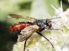 Cylindromyia (Cylindromyia) bicolor (Olivier, 1812)