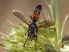 Cylindromyia 1/2