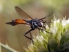 Cylindromyia 1/2