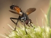 Cylindromyia 2/2