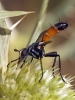 Cylindromyia 2/2