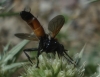 Cylindromyia sp.
