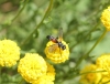 Cylindromyia sp.