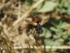 Cylindromyia sp. Meigen, 1803