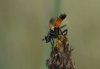Cylindromyia sp. Meigen, 1803