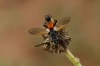 Cylindromyia sp. Meigen, 1803
