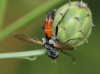 Cylindromyia sp. Meigen, 1803