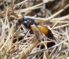 Cylindromyia (Exogaster) rufifrons (Loew, 1844)