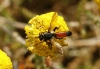 Cylindromyia sp. Meigen, 1803